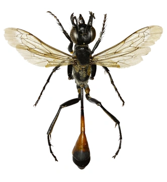Аммофила песчаная (Ammophila sabulosa) | Источник: gstalker Shutterstock/Fotodom.ru