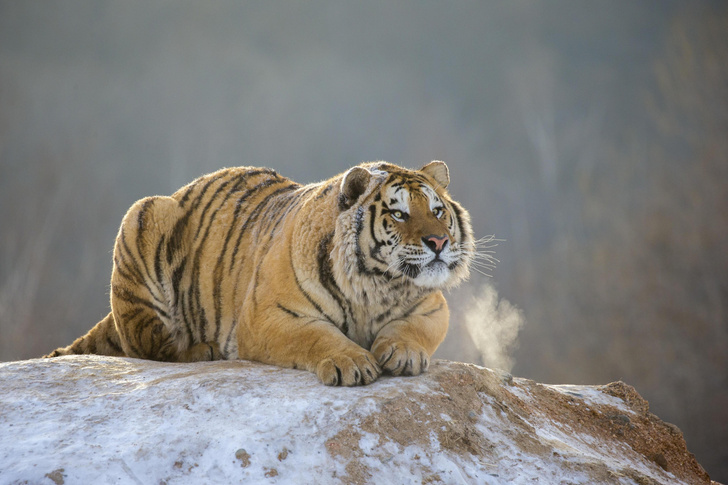 «Тигр задавил»: в Приморье хотели обвинить хищника в убийстве, но ничего не вышло