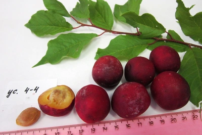 Уральские ученые вывели морозостойкий сладкий сорт слив