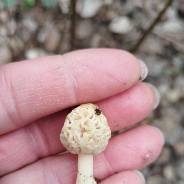 Источник: Антон Кубышкин / Грибы и Грибники СПб