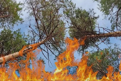 Противопожарный режим введен еще в двух муниципалитетах Приамурья