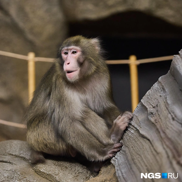 Павильон работает с 9 до 19 часов  | Источник: Александр Ощепков / NGS.RU