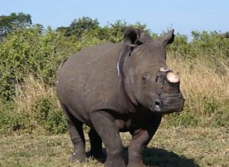 Рок от рога: как носороги балансируют на грани исчезновения
