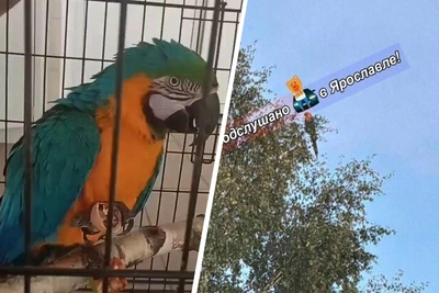 Попугай ара вернулся в ярославский зоопарк после побега