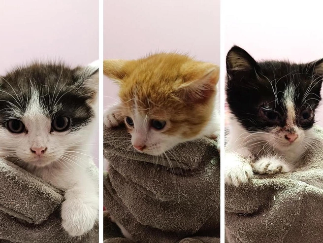 Всего на территории обнаружили двенадцать зверей. | nsk54.online