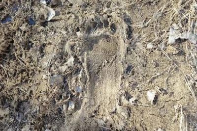 В заказниках Приамурья начали весенний учет медведей