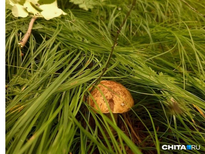 Чаще всего растут подберезовики | Источник: очевидец