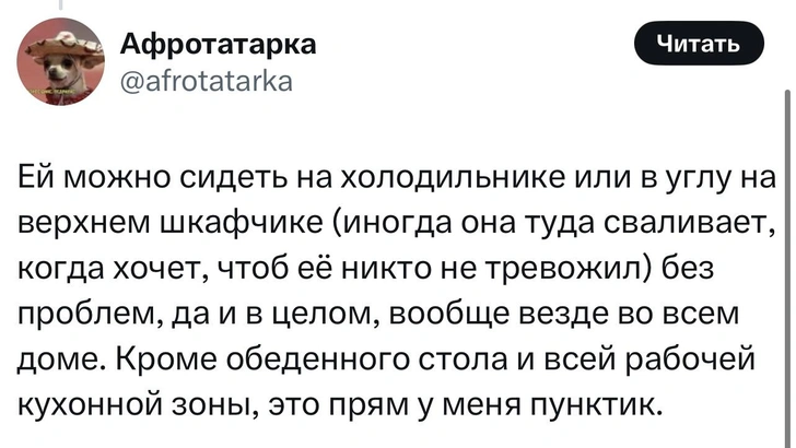 «А вы разрешаете своим кошкам лазить по столу?»: в «Твиттере» завирусился новый тред