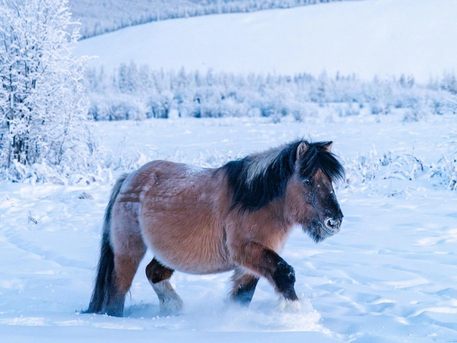 Якутская лошадь очень пушистая  | Источник: Павел Матвеев / Vk.com