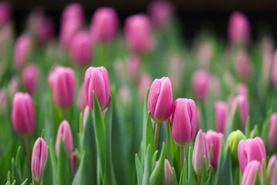 В Нижнекамске женщинам предоставили бесплатный проезд на 8 Марта