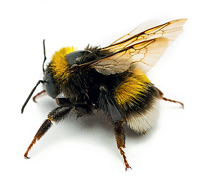 Где зимуют шмели — в ульях, как пчелы?