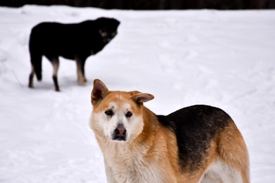 Chelyabinsk Residents Report Aggressive Dogs in Gagarin Park