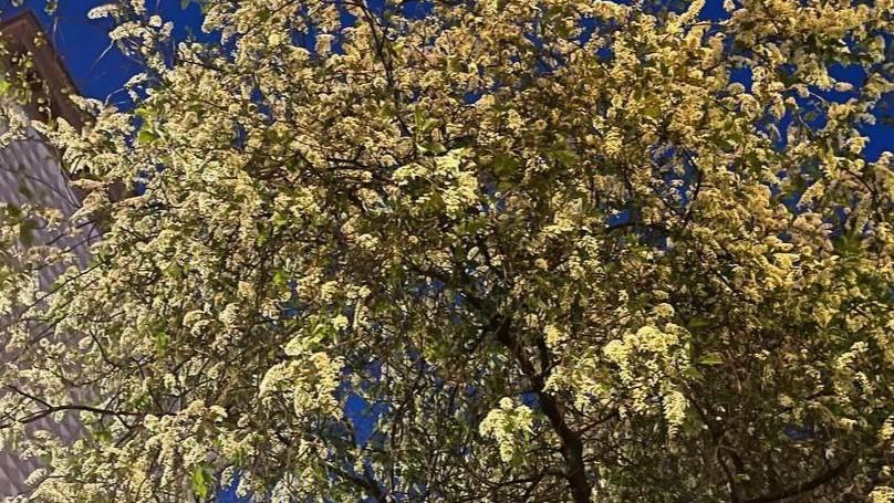 В Москве зацвела черемуха. Объясняем, приведет ли это к похолоданию