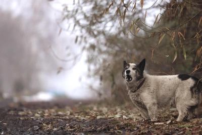 Два омича умерли от бешенства: эксперт о вспышке