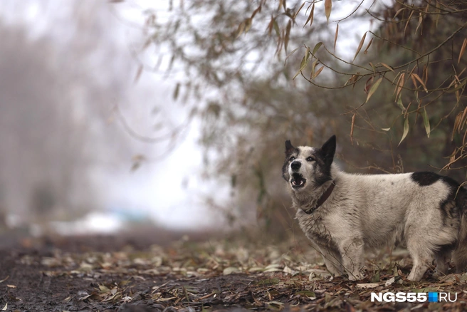 Полицейские смогут штрафовать хозяев животных, проявляющих агрессию к окружающим | Источник: Евгений Софийчук / NGS55.RU