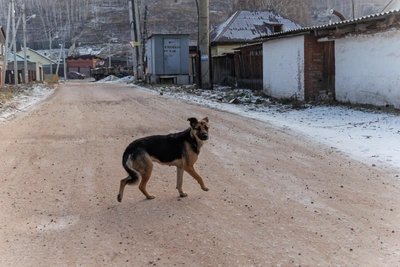 В Иркутске завели дело из-за нападения собаки на школьника