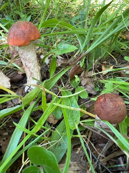 Источник: «Грибы и Грибники Подмосковья» / vk.com