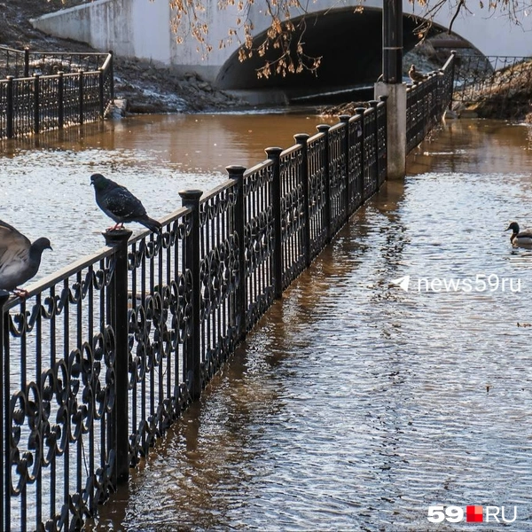 Людям здесь не пройти, но зато уточкам хорошо | Источник: Тимофей Калмаков / 59.RU