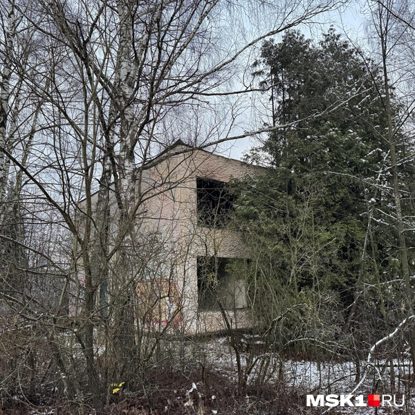 Всё вокруг давно заросло травой и деревьями | Источник: Алина Мельникова / MSK1.RU