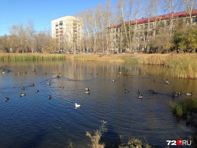 Камыши уткам были очень по душе. В процессе благоустройства пруда эти заросли убрали | Источник: 72.RU