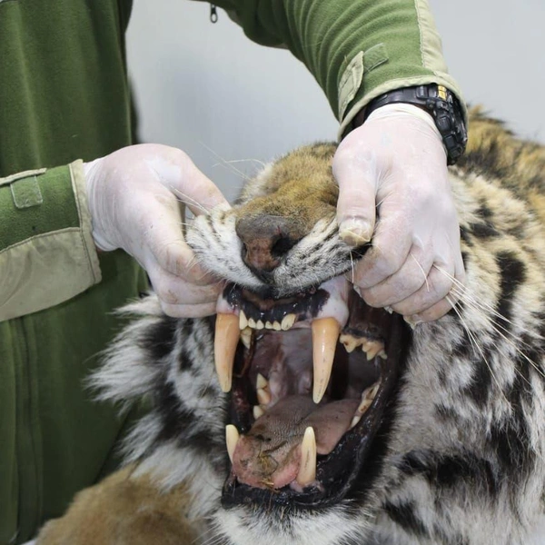 Источник: Центр «Тигр» / T.me