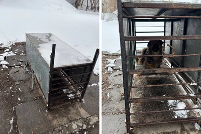 У новосибирской гимназии установили ловушку для собак