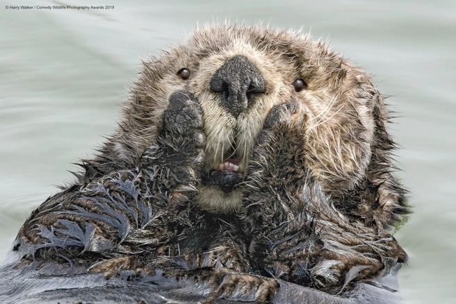 Источник: Harry Walker / Comedy Wildlife Photo Awards