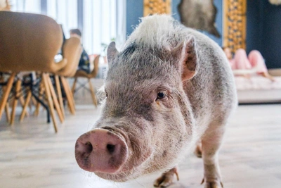 Mini-pig Rosochka finds home after shelters and Rublevka