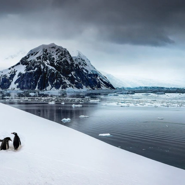 Финалист в номинации «Дикие животные» | Источник: Michel Groleau / 1839 Awards Photographer of the Year 2025