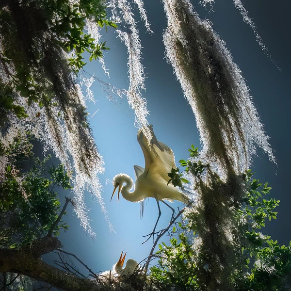 Источник: Fenqiang (Frank) Liu / Fine Art Photography Awards 2025