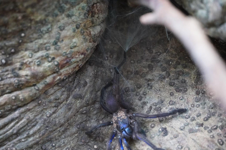 В Таиланде открыли нового тарантула невиданного окраса — и он уже начал зарабатывать