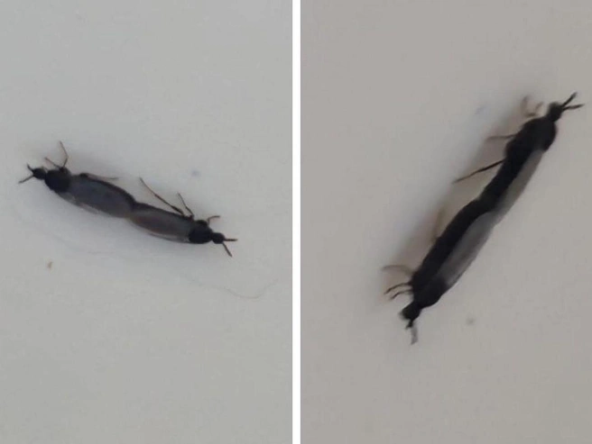 На снимке запечатлён тандем насекомых | Источник: Источник: НГС