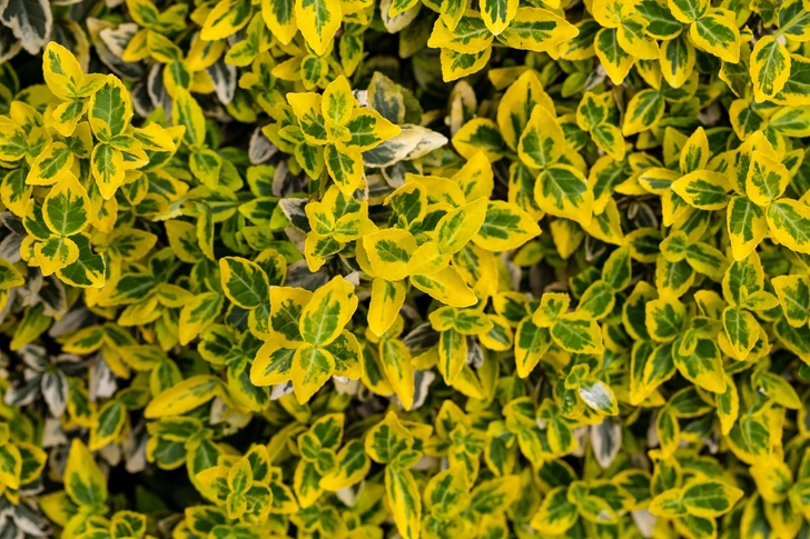 Источник: Wieslaw Jarek / Legion Media