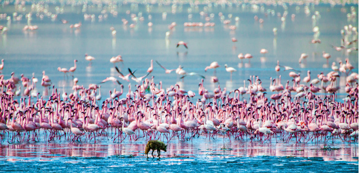 Территория фламинго: как грациозные розовые птицы взяли пример с китов, чтобы выживать на диете из планктона