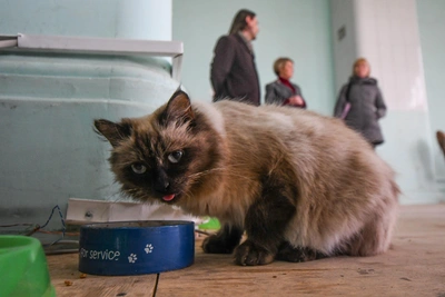 Бесплатная стерилизация кошек и собак в Екатеринбурге