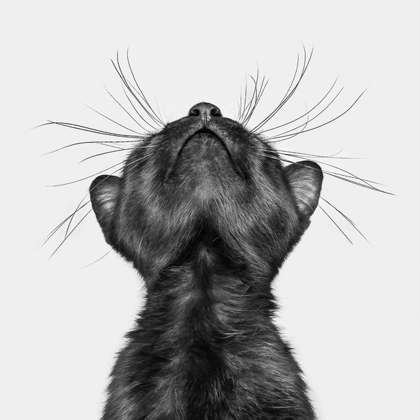 Еще одна работа победительницы конкурса Кэти Брокман | Источник: Katie Brockman / Pet Photography Awards 2025
