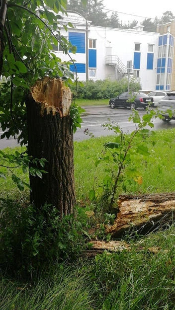 Ствол дерева сломан | Источник: Жесть Ярославль / Vk.com