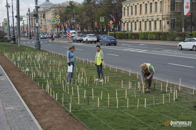 На Университетской набережной размечают посадки. Там появится временный сад | Источник: Михаил Огнев / «Фонтанка.ру»