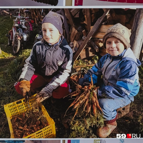 Сбор урожая | Источник: Тимофей Калмаков / 59.RU; архив семьи Коняевых