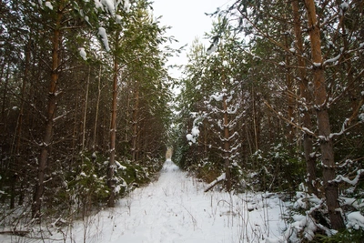 Екатеринбурженка спасла незнакомца от суицида в лесу