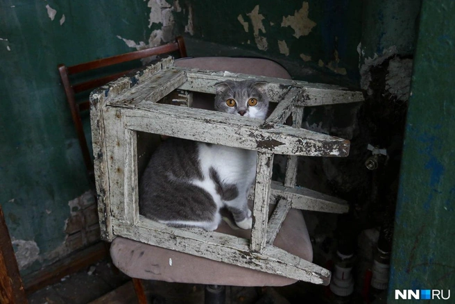 Если у кошки нет игрушек, она найдет себе развлечение&nbsp;—&nbsp;и оно вам не понравится | Источник: Наталья Бурухина / NN.RU