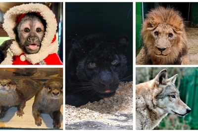 Five Touching Tales from Irkutsk Zoos