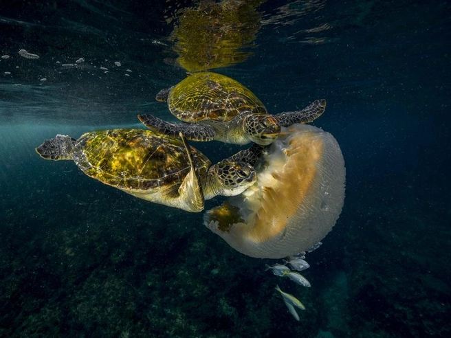 Источник: Scott Portelli / Travel Photographer of the Year 2021