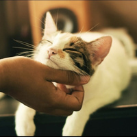 Аватарка Лизунька