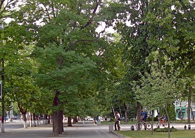 Зеленые деревья на Красной | Источник: Сергей Свистунов / Svistuno-sergej.narod.ru