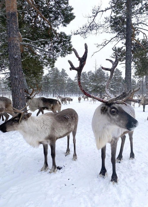 Источник: Жизнь своих / t.me