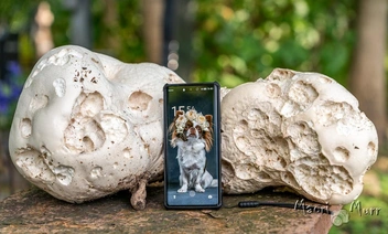 Источник: Маори Мурр, «ВКонтакте»