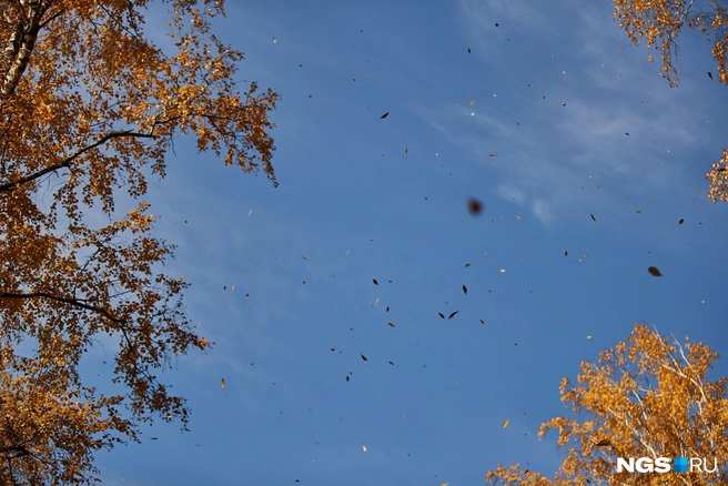 Ветер до конца недели будет слабым | Источник: Александр Ощепков / NGS.RU