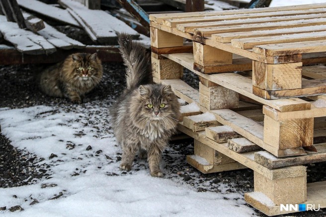 Рыбы в этот день коты не получили — пришлось довольствоваться кормом | Источник: Наталья Бурухина / NN.RU