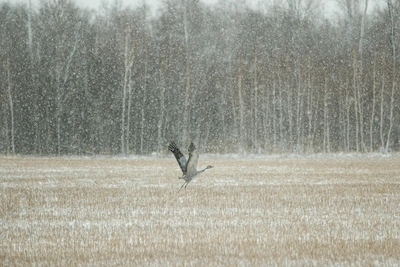 Синоптики назвали срок прихода весны в Новосибирск